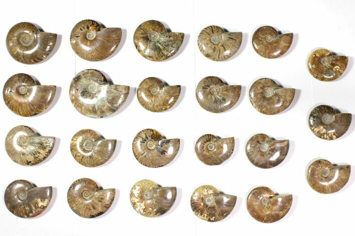 Lot: to Polished Ammonite Fossils - Pieces #116657
